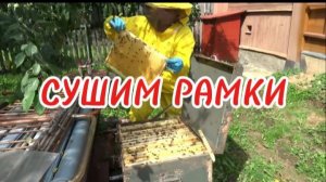СУШИМ РАМКИ после откачки меда. Очень просто!