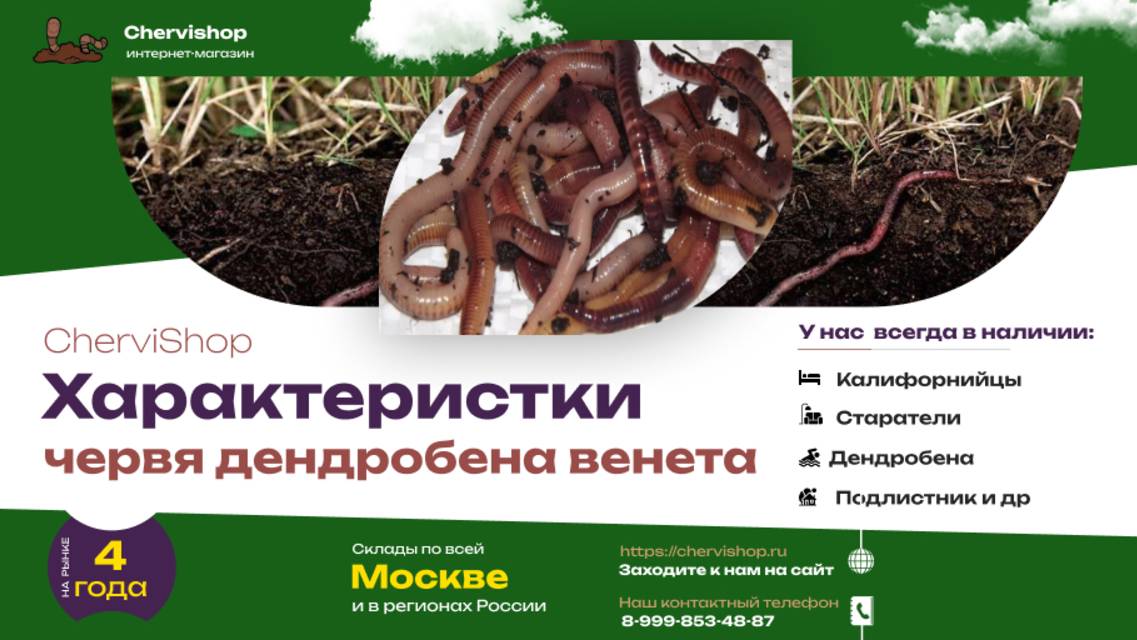 Черви дендробена, маточное поголовье.