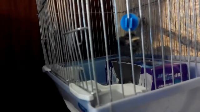 Свистеть по-птичьи несложно. смотреть онлайн