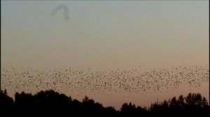 Птичий вальс на озере Светлая Жизнь.
