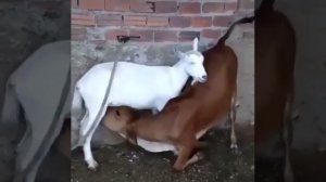 Телёнок пьёт молоко у козы!!!