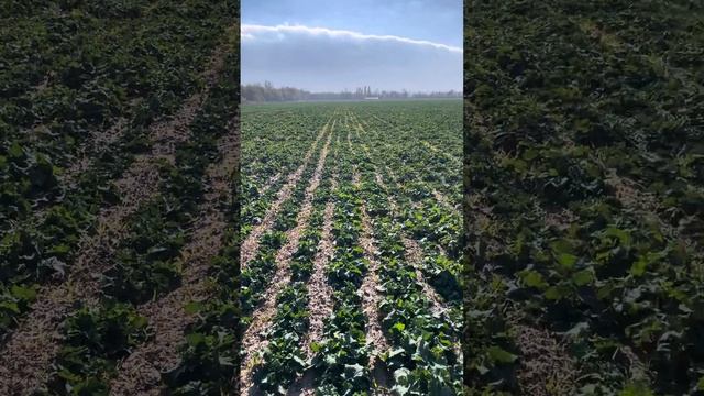 Рапс Елмар с междурядьем 45см Вадерштад V12 смотреть онлайн