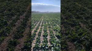 Рапс Елмар с междурядьем 45см Вадерштад V12