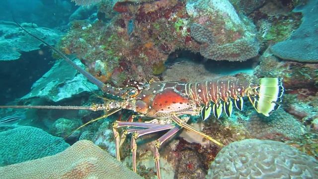 Spiny lobster, Bonaire, Caribbean Netherlands смотреть онлайн