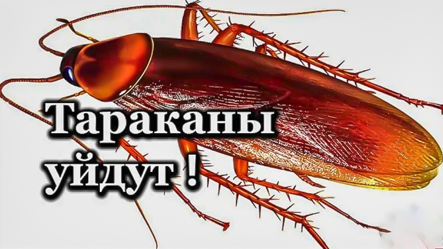 КАК ИЗБАВИТЬСЯ ОТ ТАРАКАНОВ НА ВЕКИ? МОЩНОЕ СРЕДСТВО ОТ ТАРАКАНОВ. Топ-7.лайфхаки.