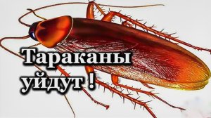 КАК ИЗБАВИТЬСЯ ОТ ТАРАКАНОВ НА ВЕКИ? МОЩНОЕ СРЕДСТВО ОТ ТАРАКАНОВ. Топ-7.лайфхаки.