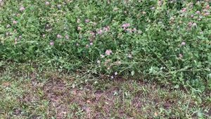 3-й укос клевера 2021