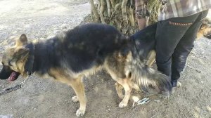 Rinky the German Shepherd dog Mating .Dog Mating Breeding Our German Shephard In mh36.Pet Animal /