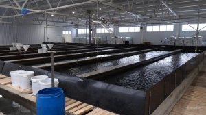 Рыбное хозяйство «Вечерний бриз» начнёт выращивать форель от икры до товарной рыбы