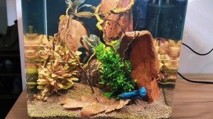 Акваскейп 15 литров