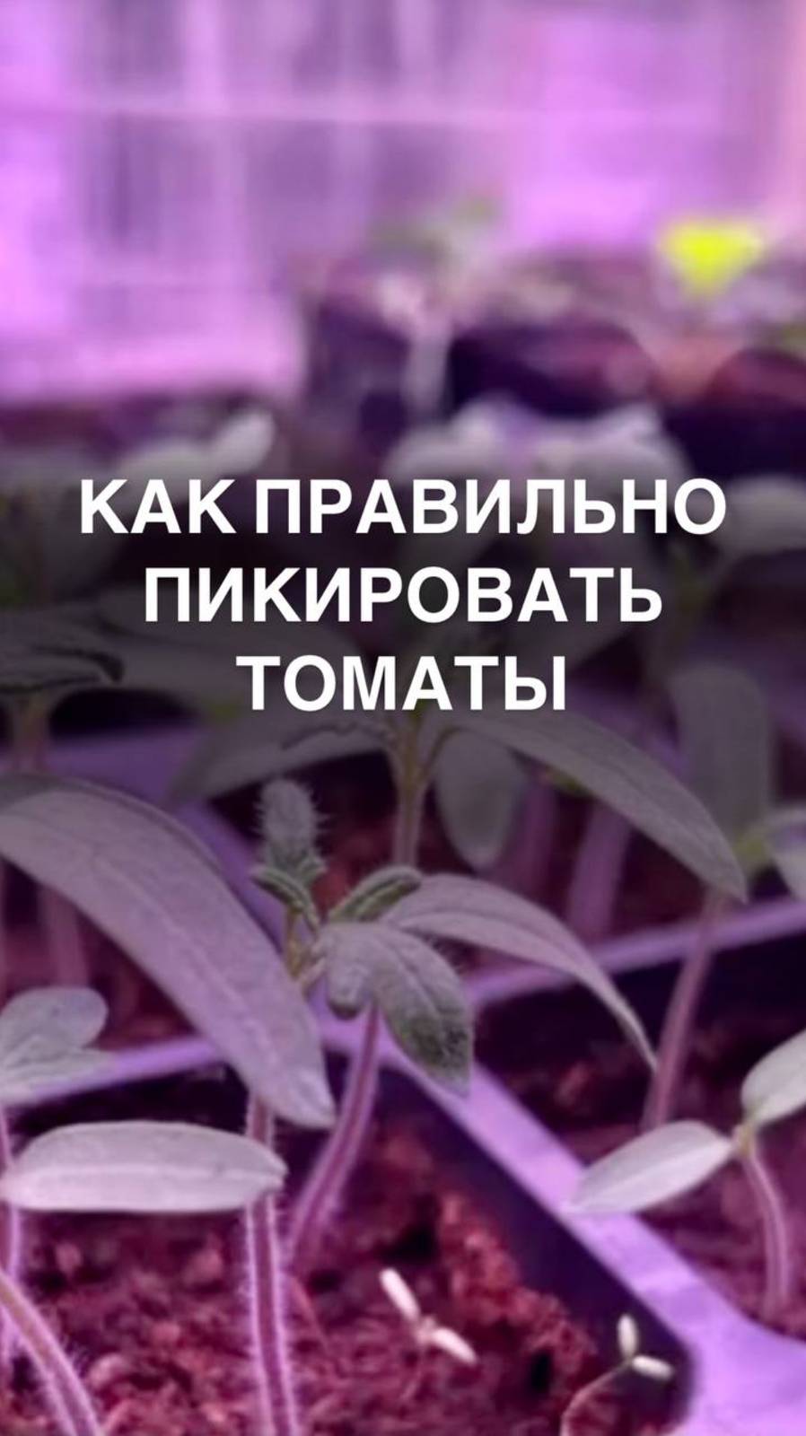Как правильно пикировать томаты 

 #рассада #помидоры
#овощи #пикировка #томат