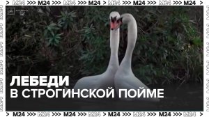 Москвичи заметили лебедей в Строгинской пойме - Москва 24