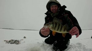Нашёл луночку с окунями и пошло дело, кто ищет тот всегда найдёт.