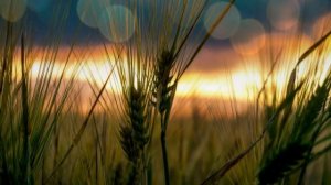 Анкудинова. Так случилось,мужчины ушли