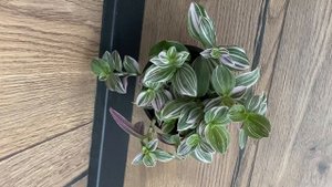 Традесканция Нанук