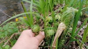 Сбор съедобного папоротника под названием Страусник в Приморье.