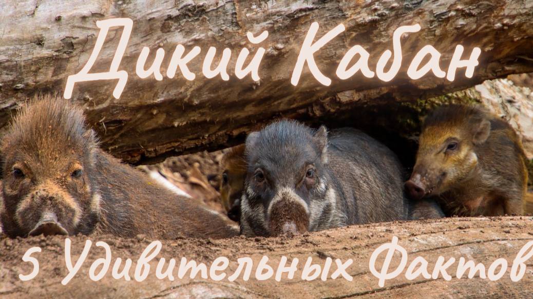 Дикий Кабан: 5 Удивительных Фактов, Которые Вы Не Знали!