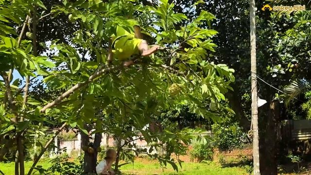 Bibi takes the poor monkey baby to experience fruit harvesting at the farm! смотреть онлайн