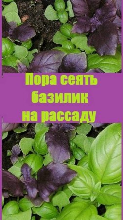 Как вырастить базилик через рассаду? Сейчас пора сеять базилик!