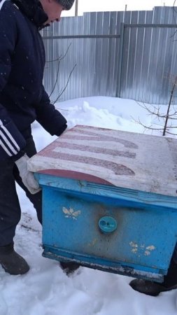 ВЫСТАВКА ПЧЁЛ ИЗ ЗИМОВНИКА В ПОМОЩЬ МУРАВЕЙ