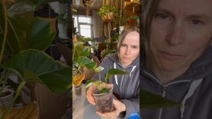 Тест лавы на растениях