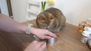 Кот детектив. Найди вкусняшку