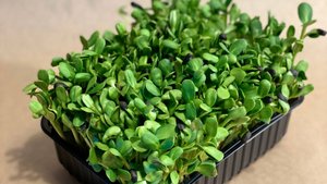 Проращивание микрозелени подсолнечника