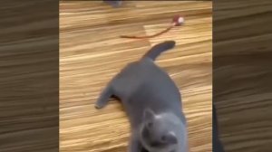 🐈Интерактивная игрушка для питомцев.