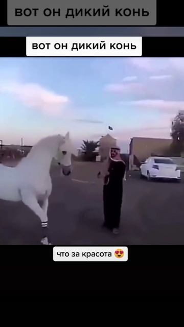 Арабский лошадь.