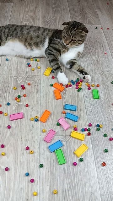 Cat Barsik Beads 📿 Domino Reverse Video #cat #funny #asmr #asatisfyingvideofamily смотреть онлайн