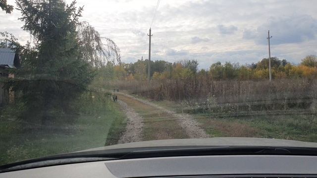 кабаны в городе! уже не первый год! Привет. boars in the city! not the first year! Hello.