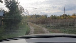 кабаны в городе! уже не первый год! Привет. boars in the city! not the first year! Hello.