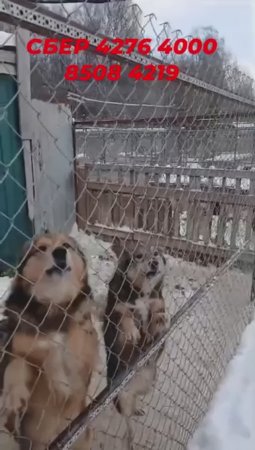 Холод и голод...