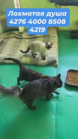 Делаем анализы кошкам