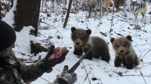 Волки нападают на двух одиноких медвежат, и тогда происходит немыслимое! Истори