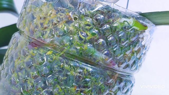 긴 패트병에 호접란 을 심으면 뿌리를 보호할 수 있고 자원 절약도 할수있습니다. 긴 패트병에 쉽게 물 주는 방법. смотреть онлайн