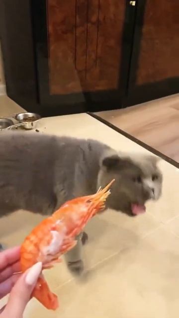 Very Intelligent Car #shorts #youtubeshorts смотреть онлайн