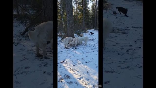 Мы гуляем так.