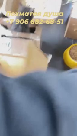 5 коробок с кошками