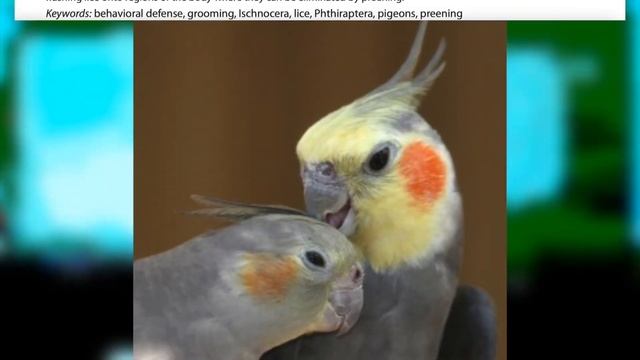 NICE Guys Finish FIRST (But Only this Type) смотреть онлайн