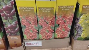 Саженцы плодовых деревьев и кустарников в магазине Ашан