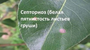 болезни плодовых