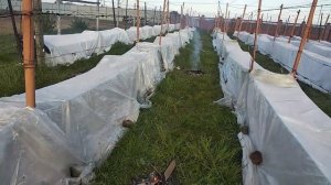 КОСТРЫ, СВЕЧИ, СПАНБОНД. Что Помогло Спасти Виноград от Морозов?