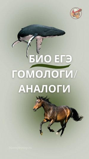 ЕГЭ БИО |  Гомологи/аналоги