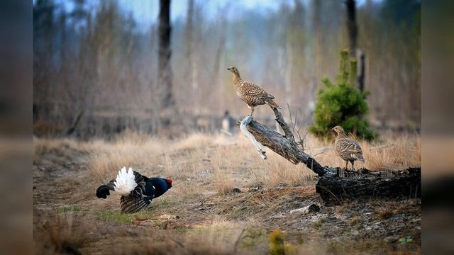 О закрытии весенней охоте в России смотреть онлайн