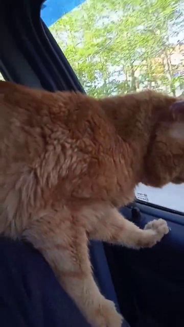 Котофей выбрал свой способ езды #пермскийкрай #помощь #приют #спасение #животные #никогдатебянеброш