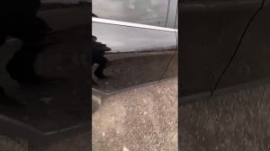Машина