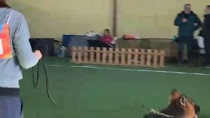 ЩЕНКИ СУКИ ДШ 1 / КЧК БРОННИЦЫ 16 марта`25 P.Firic Моно немецких овчарок