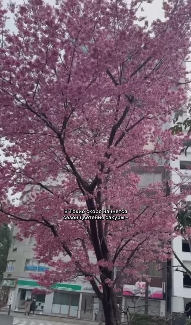 Бьюти-хиты с сакурой: что привезти из Японии? ✈️🌸  #япония  #обзор  #японскаякосметика  #сакура