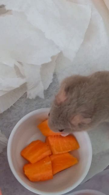 Первая морковка, хомяк кушает смотреть онлайн